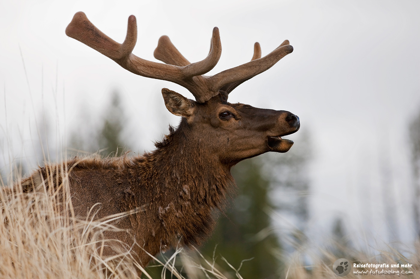 Wapiti, Elk; Hirsch, (Cervus canadensis)