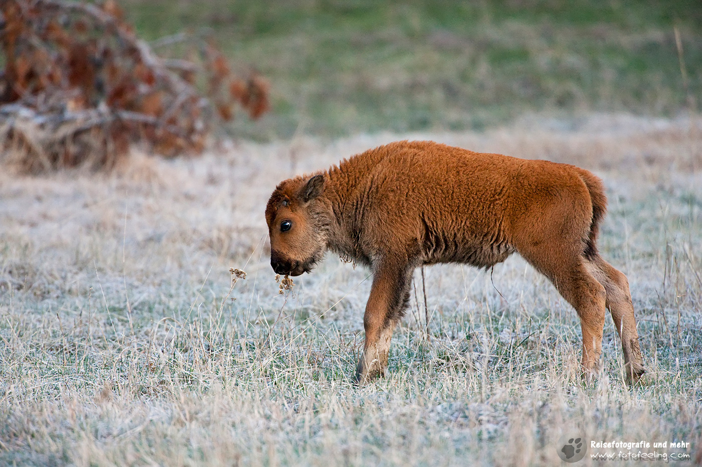Bison Kalb, Amerikanischer Bison, (Bison bison)