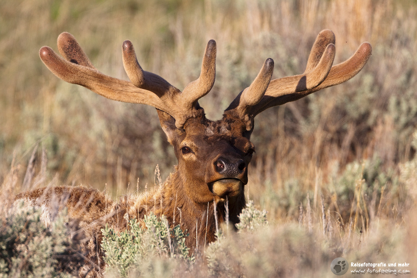 Wapiti, Elk; Hirsch, (Cervus canadensis)