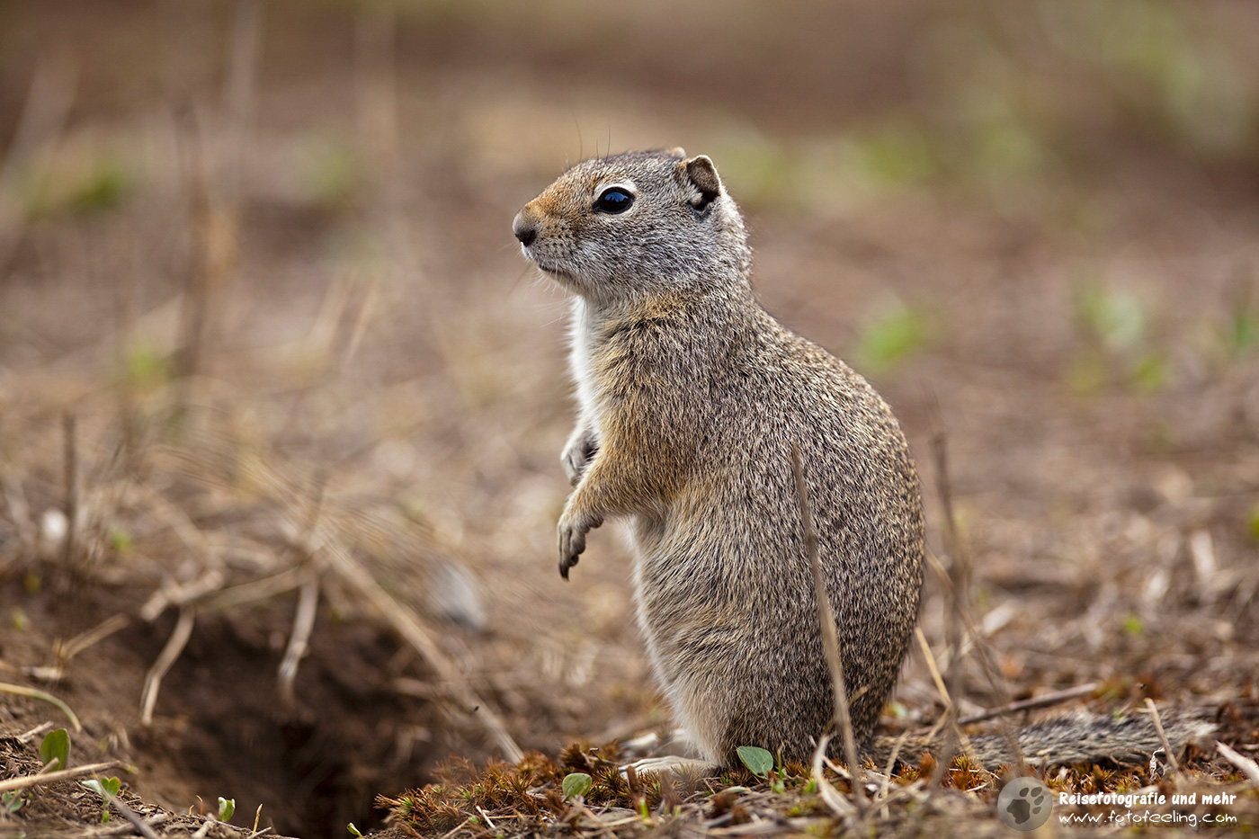 Uinta-Ziesel, Erdhörnchen, (Spermophilus armatus)