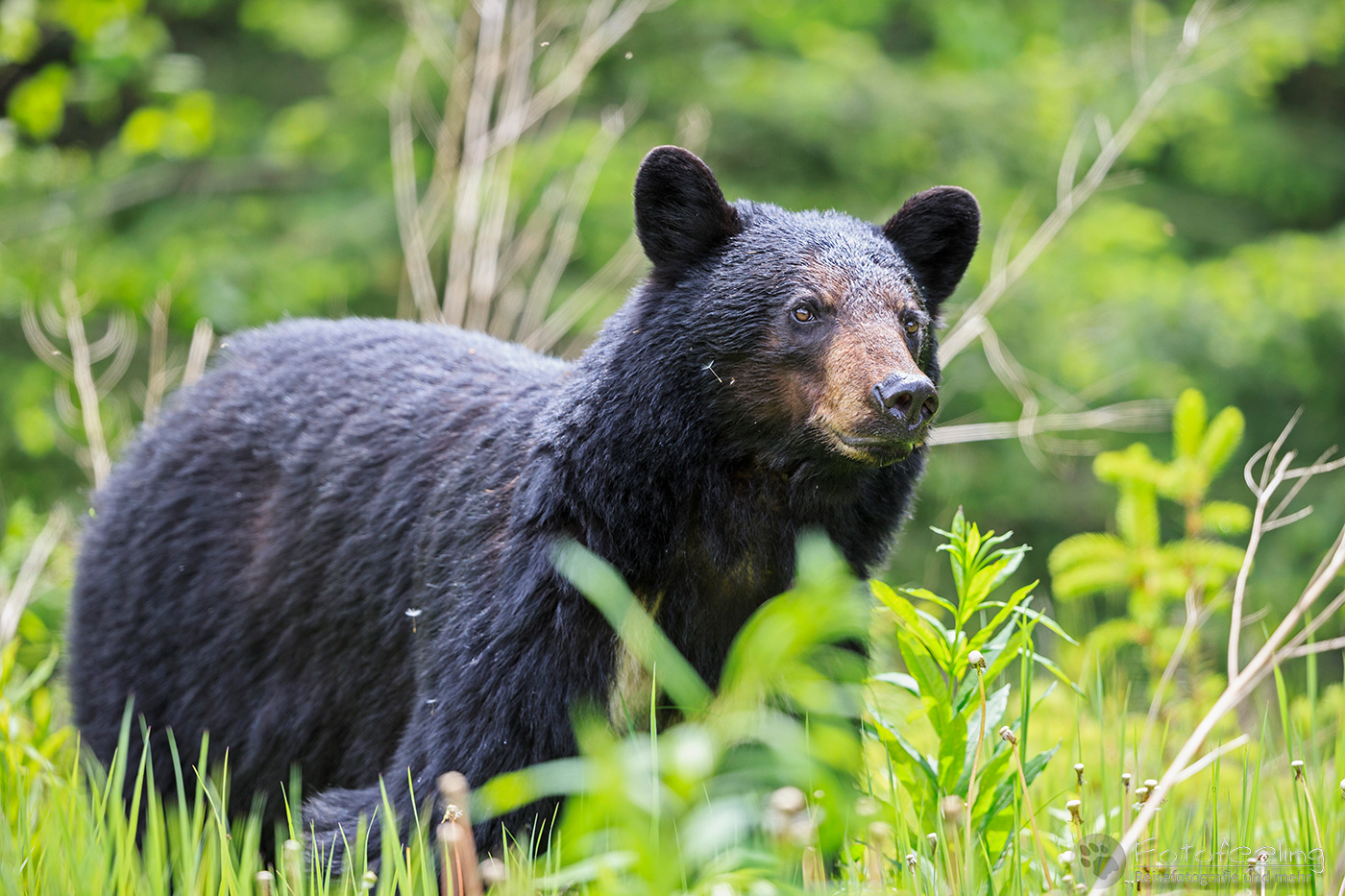 Amerikanischer Schwarzbär (Ursus americanus)