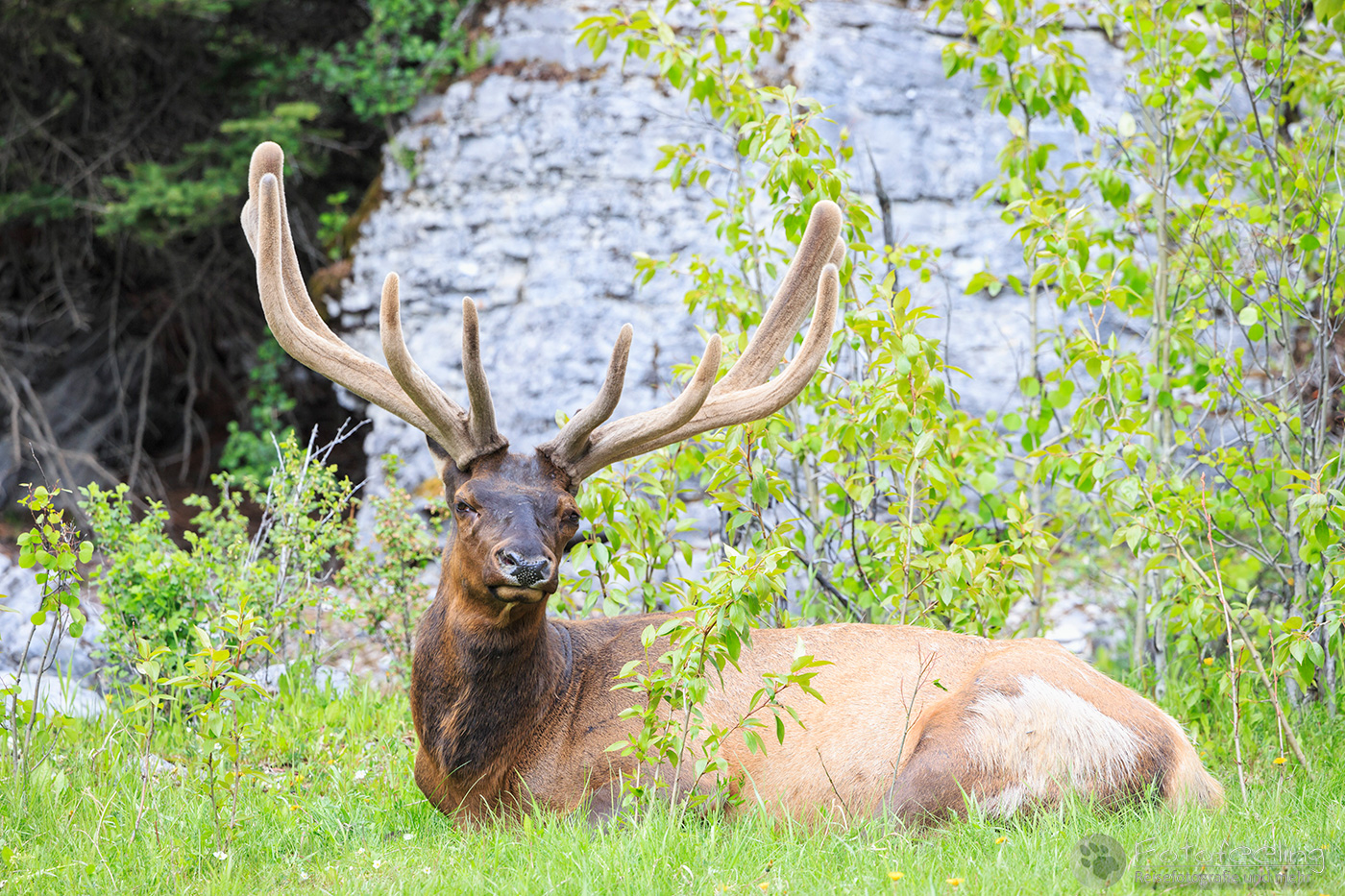 Wapiti  (Cervus canadensis) - Elk