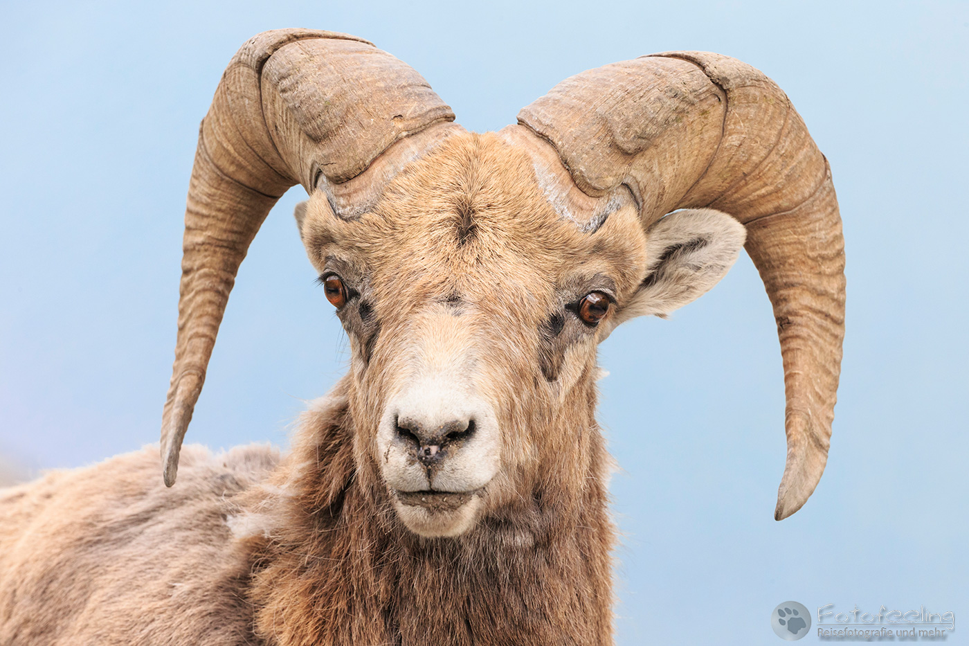 Dickhornschaf (Ovis canadensis)