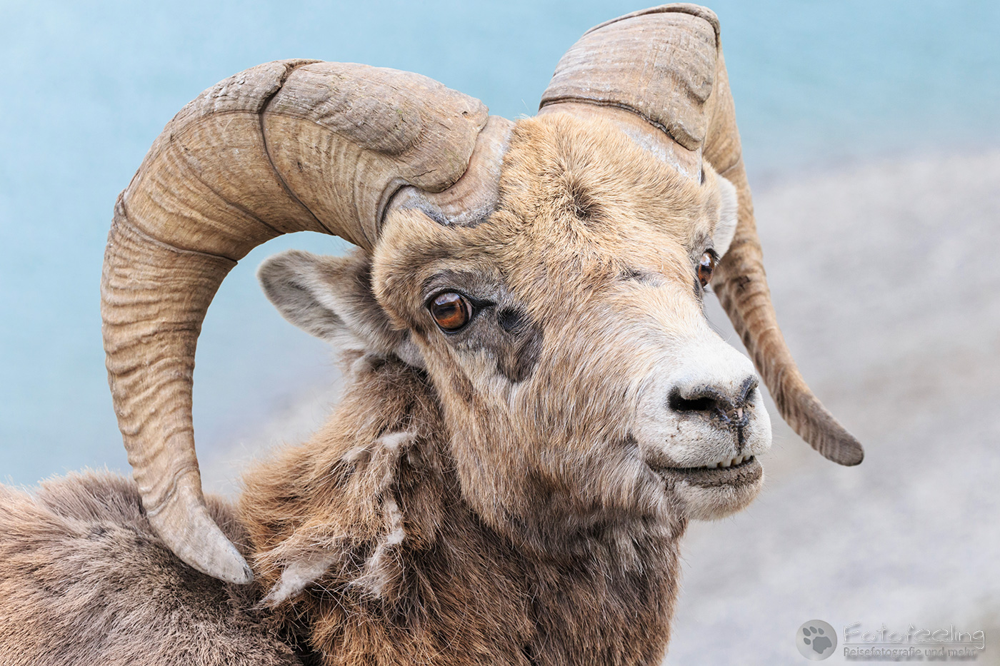 Dickhornschaf (Ovis canadensis)