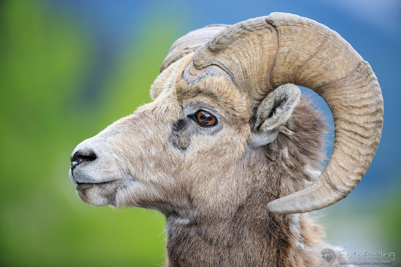 Dickhornschaf (Ovis canadensis)