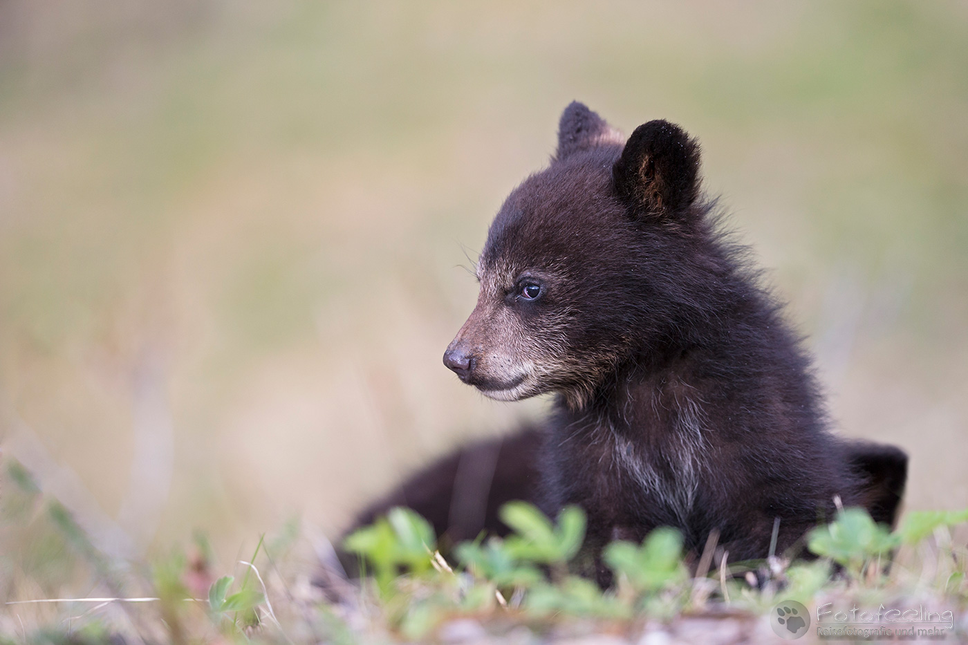 Amerikanischer Schwarzbär (Ursus americanus)