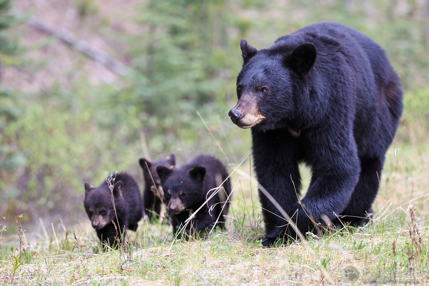 Amerikanischer Schwarzbär (Ursus americanus), Mutter mit Jungtieren