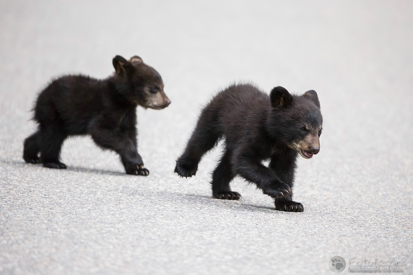 Amerikanischer Schwarzbär (Ursus americanus), Jungtiere