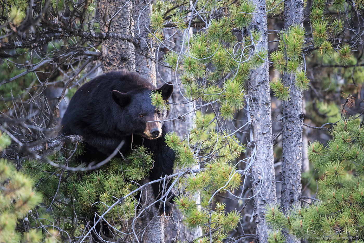 Amerikanischer Schwarzbär (Ursus americanus)