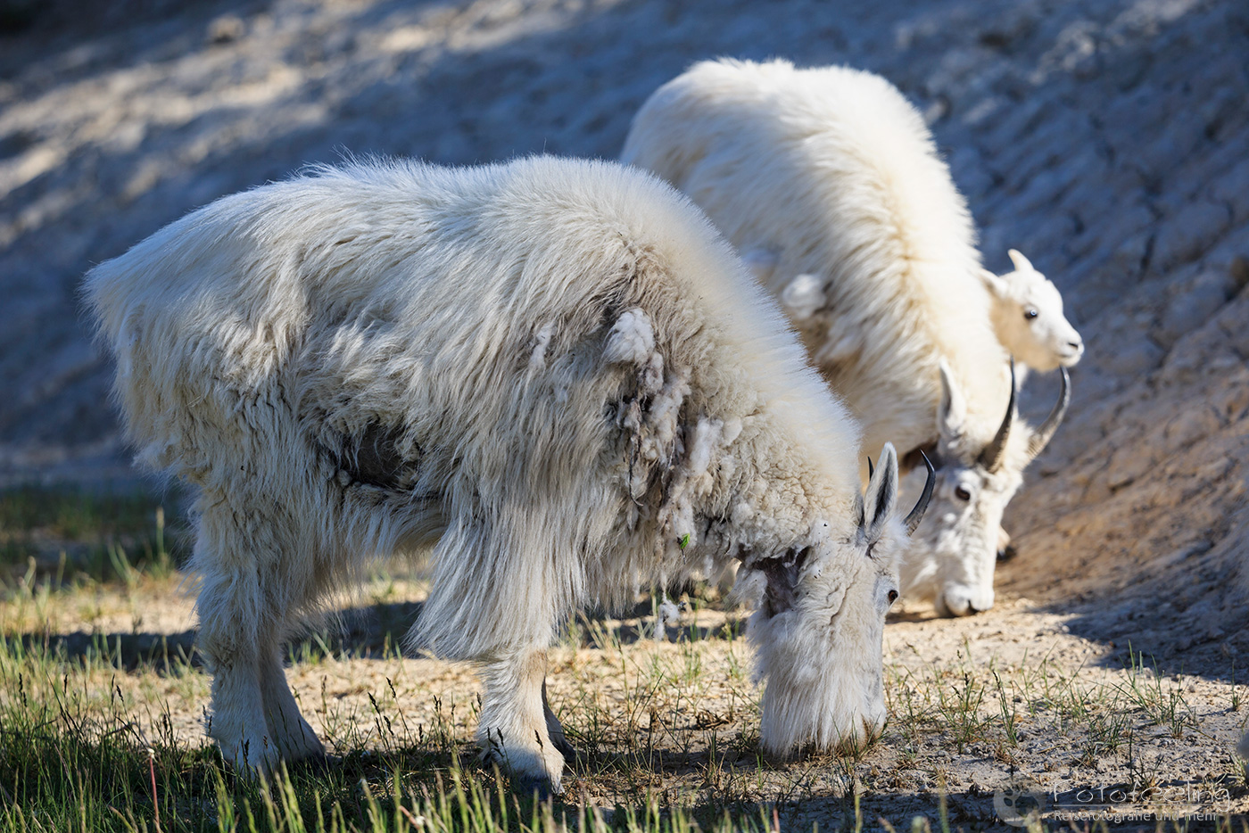 Schneeziegen (Oreamnos americanus) - Mountain goat