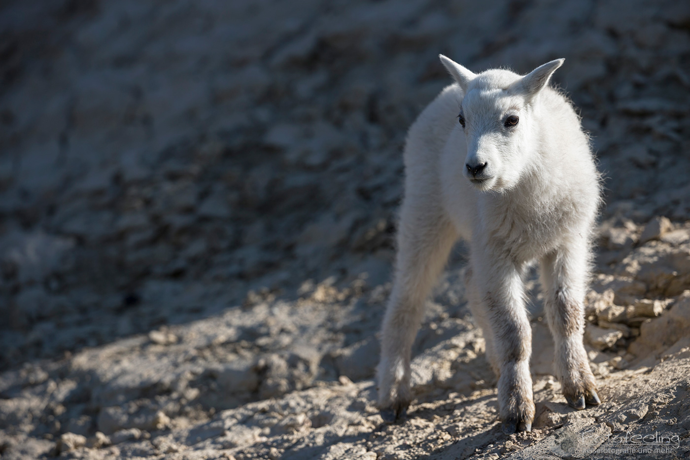 Schneeziege (Oreamnos americanus) - Mountain goat, Jungtier