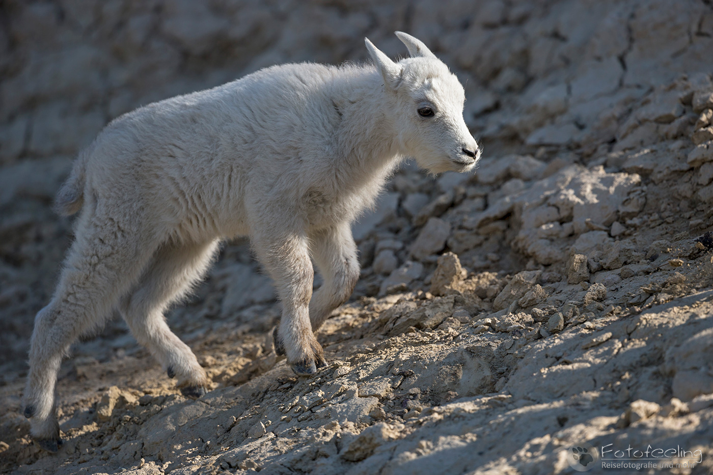 Schneeziege (Oreamnos americanus) - Mountain goat, Jungtier