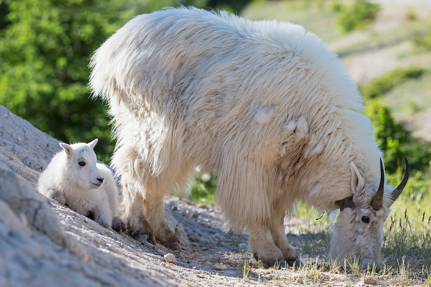 Schneeziege (Oreamnos americanus) - Mountain goat, Mutter mit Jungtier