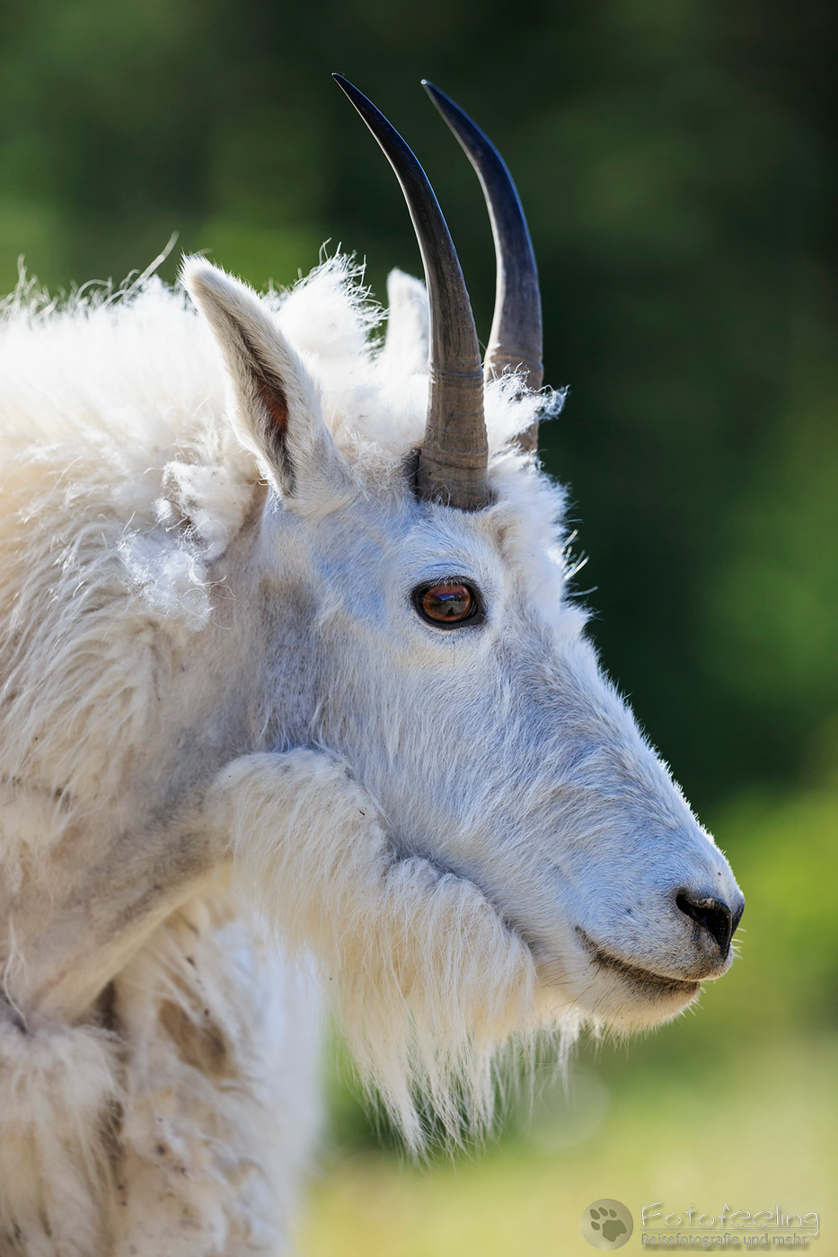 Schneeziege (Oreamnos americanus) - Mountain goat