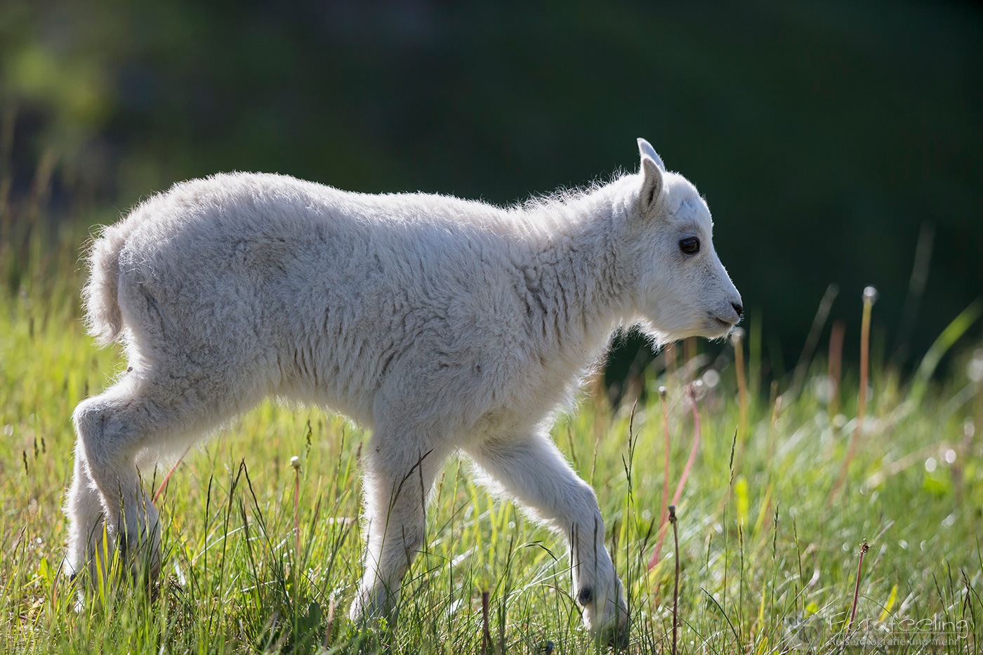 Schneeziege (Oreamnos americanus) - Mountain goat, Jungtier
