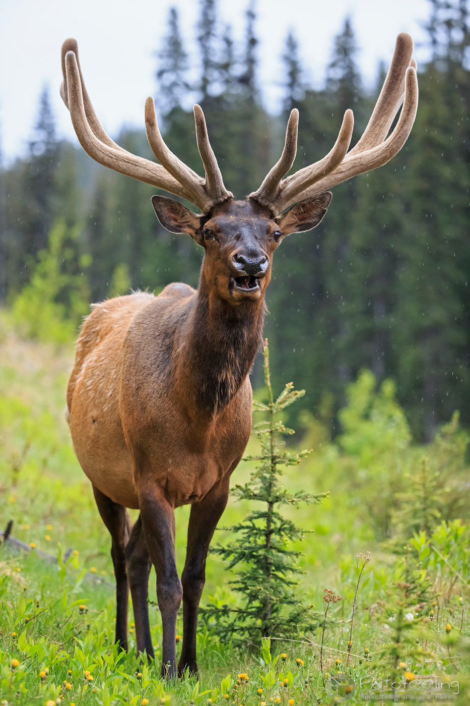 Wapiti  (Cervus canadensis) - Elk