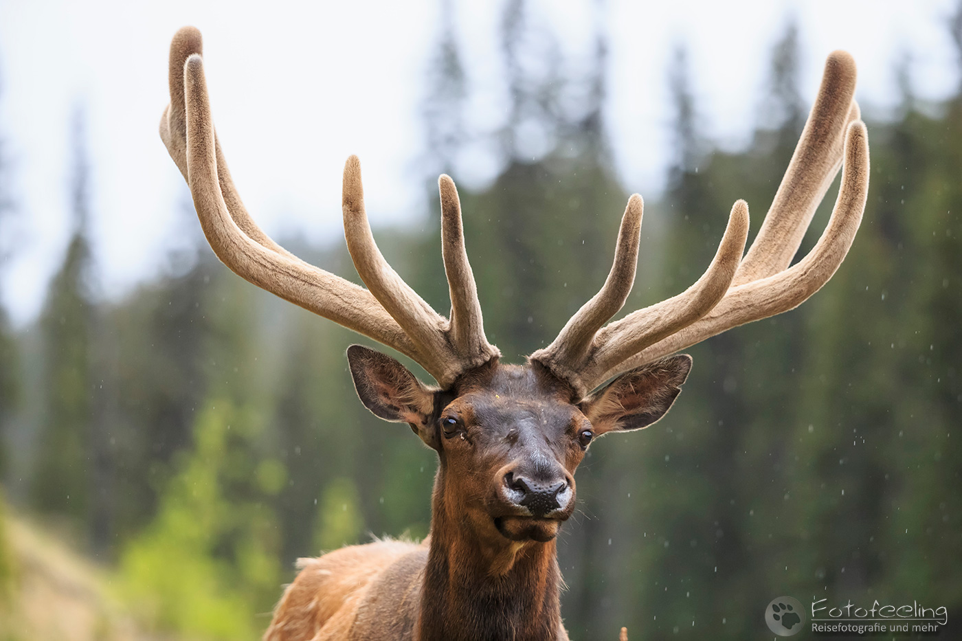 Wapiti  (Cervus canadensis) - Elk