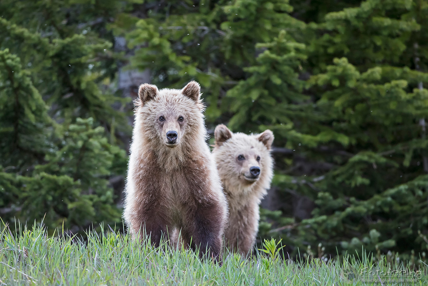 Braunbär (Ursus arctos) - Grizzlybär (Ursus arctos horribilis), Jungtiere