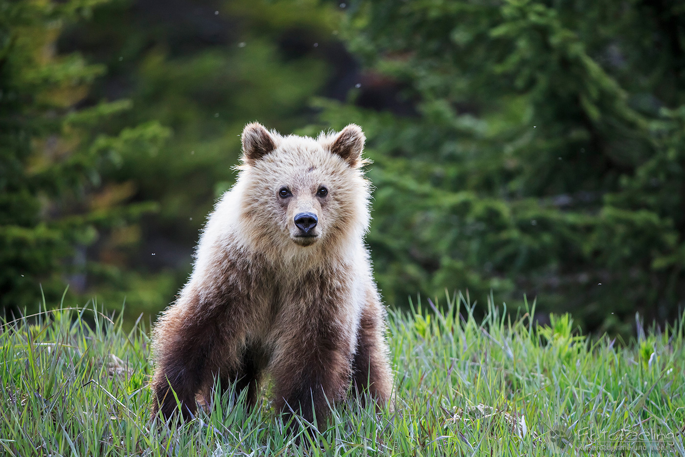 Braunbär (Ursus arctos) - Grizzlybär (Ursus arctos horribilis), Jungtier