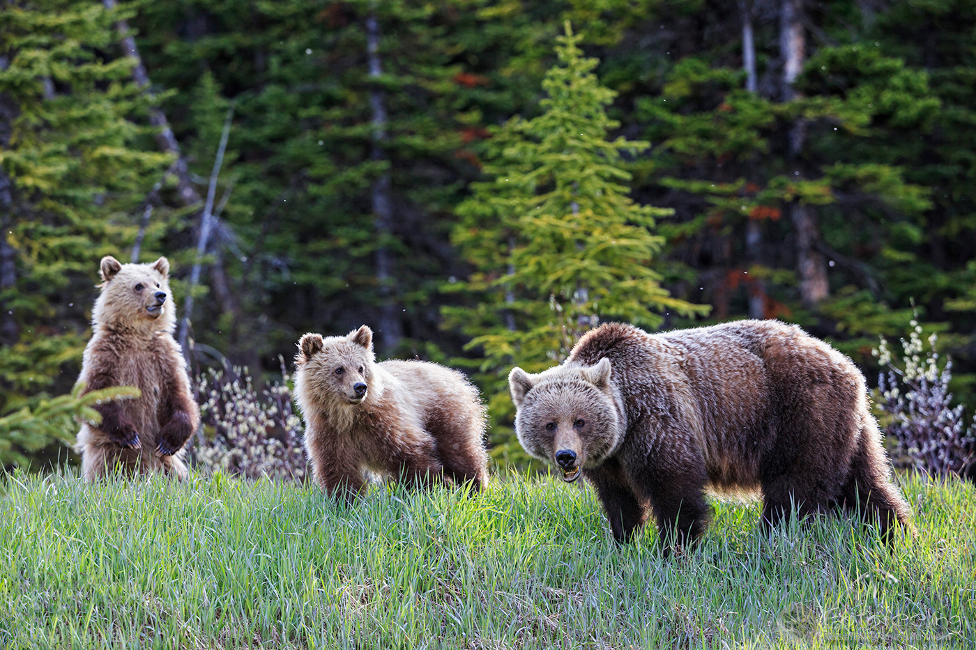 Braunbär (Ursus arctos) - Grizzlybär (Ursus arctos horribilis), Mutter mit Jungtieren