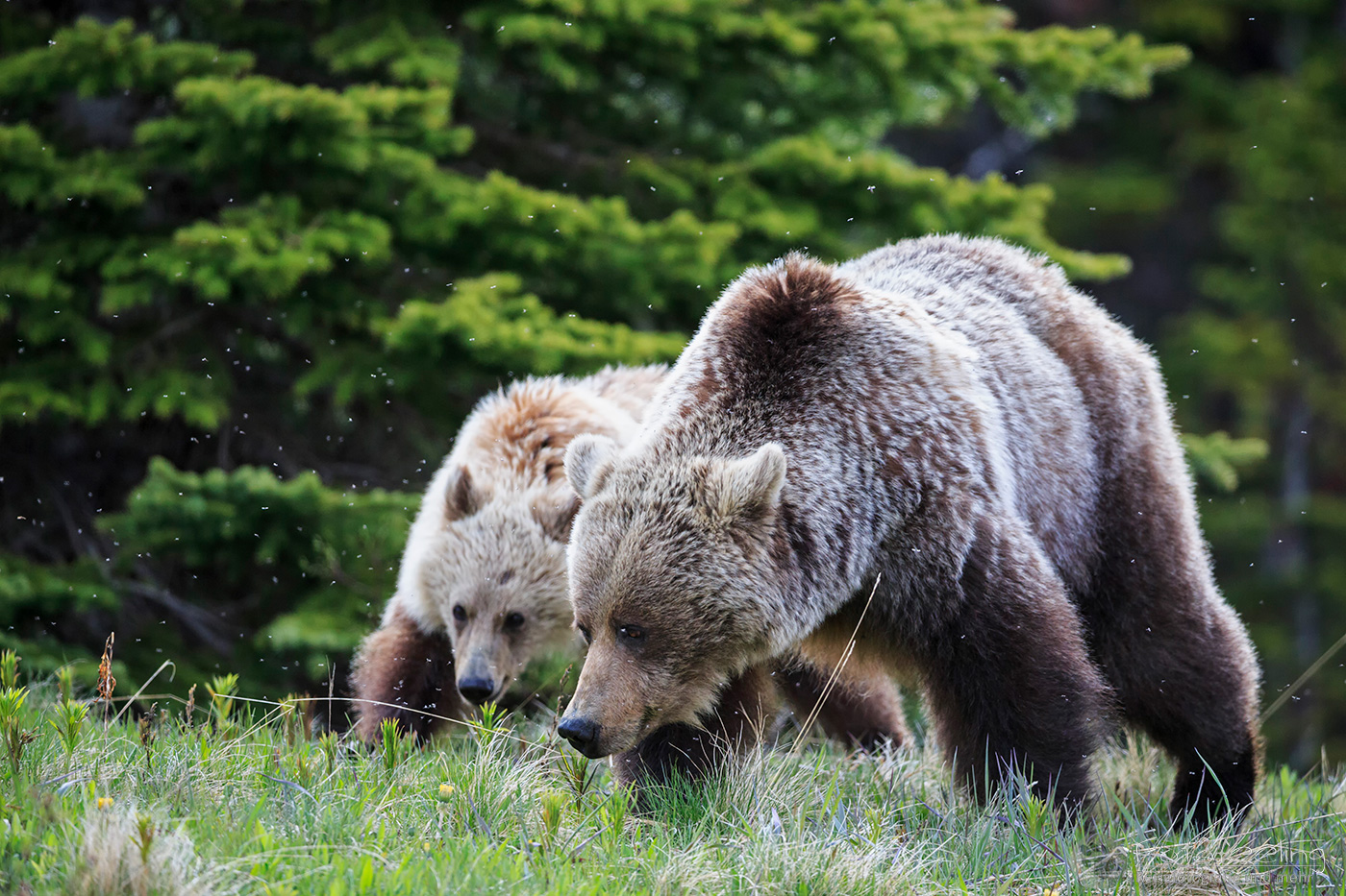 Braunbär (Ursus arctos) - Grizzlybär (Ursus arctos horribilis), Mutter mit Jungtier