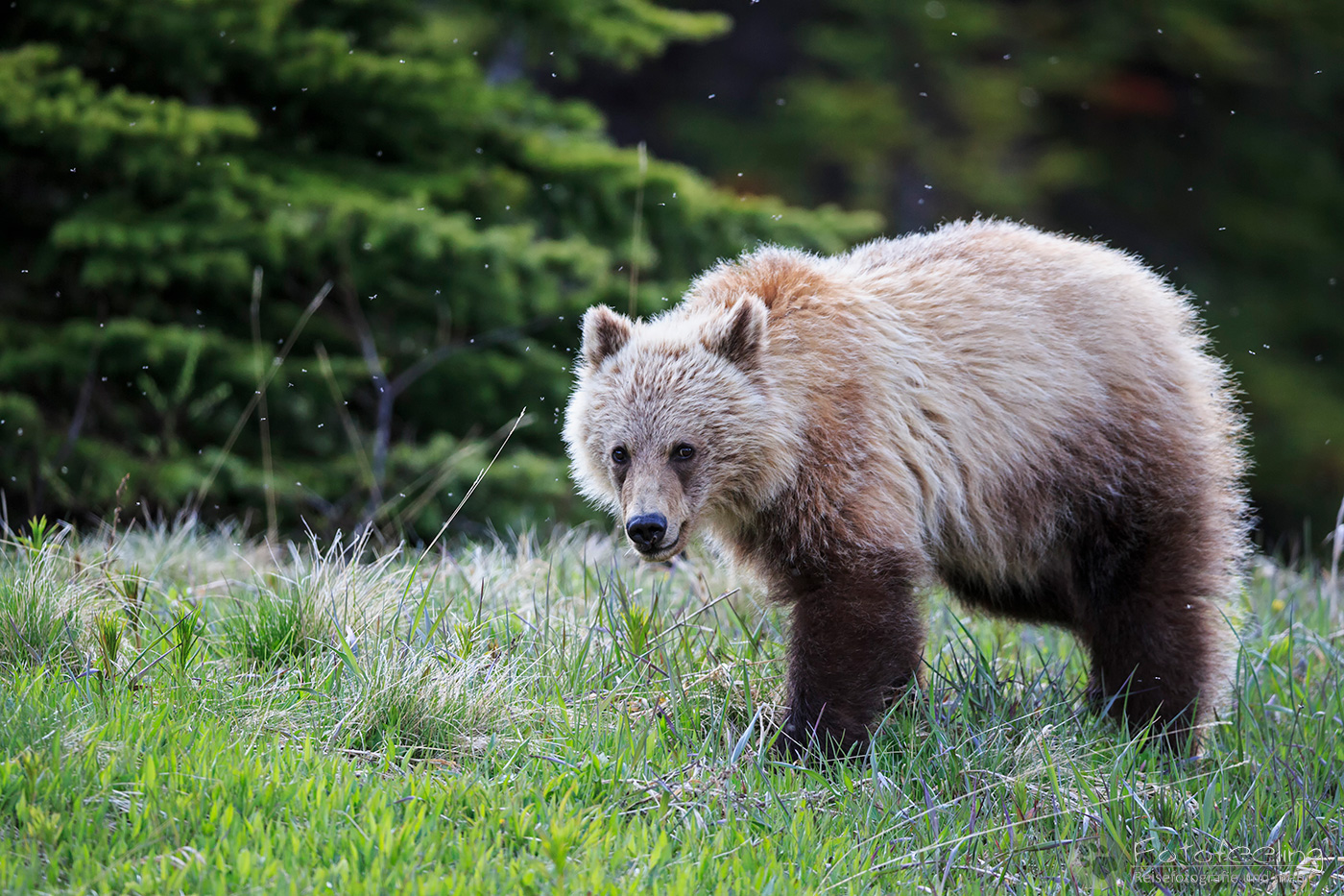 Braunbär (Ursus arctos) - Grizzlybär (Ursus arctos horribilis), Jungtier