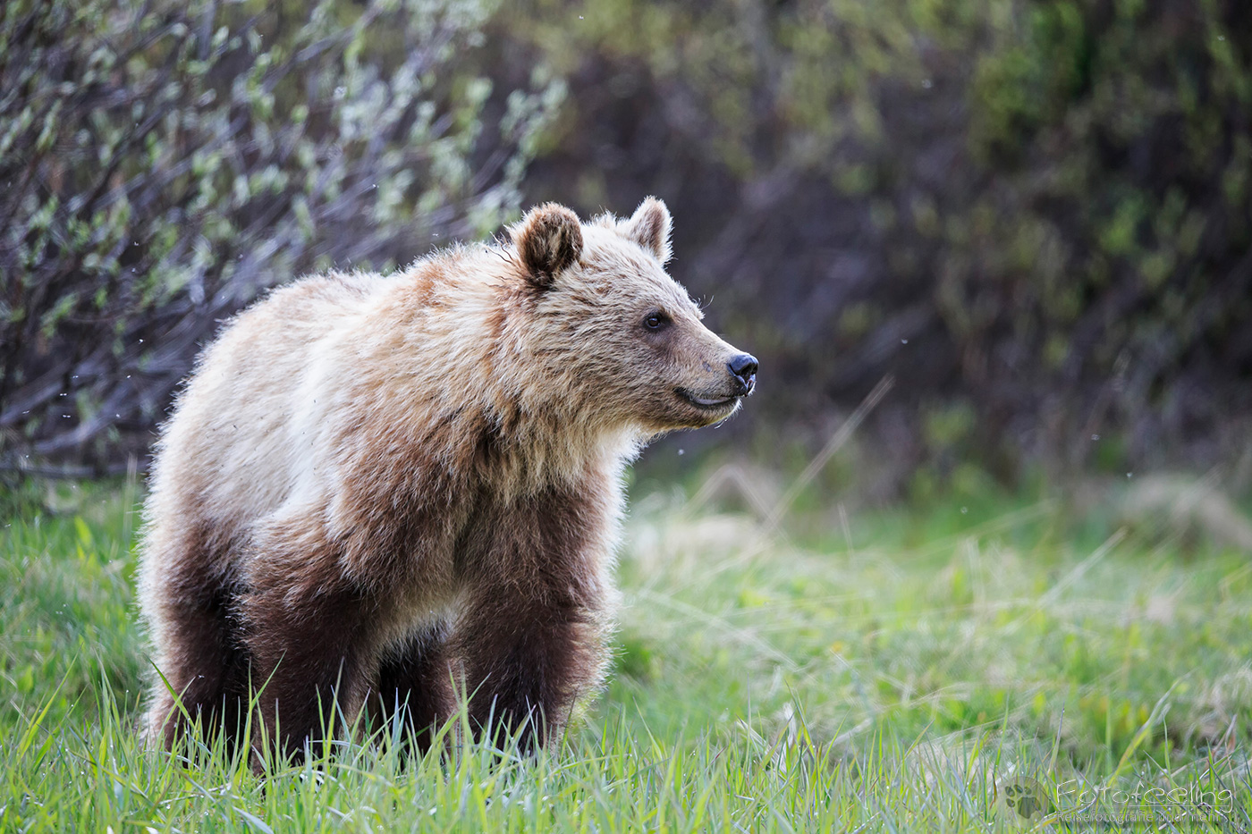Braunbär (Ursus arctos) - Grizzlybär (Ursus arctos horribilis), Jungtier