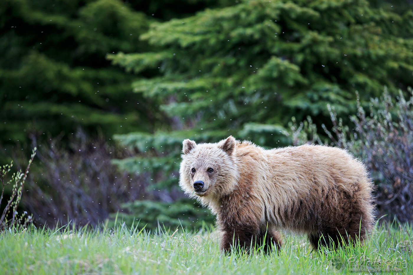 Braunbär (Ursus arctos) - Grizzlybär (Ursus arctos horribilis), Jungtier