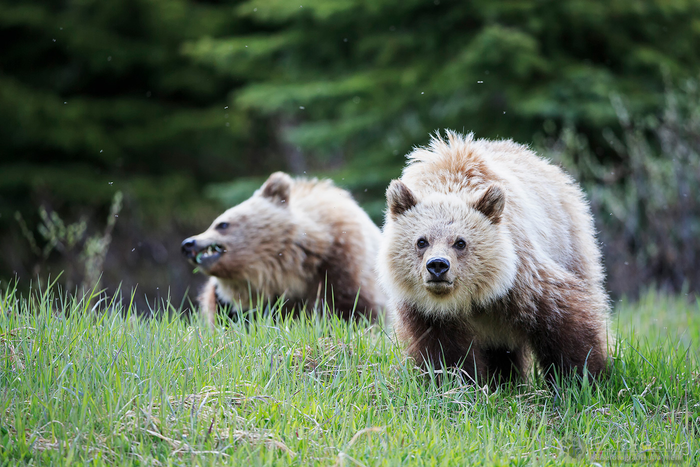 Braunbär (Ursus arctos) - Grizzlybär (Ursus arctos horribilis), Jungtiere
