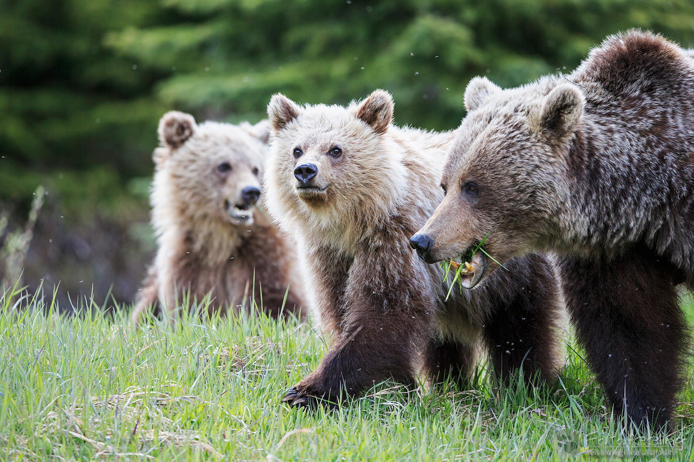 Braunbär (Ursus arctos) - Grizzlybär (Ursus arctos horribilis), Mutter mit Jungtieren
