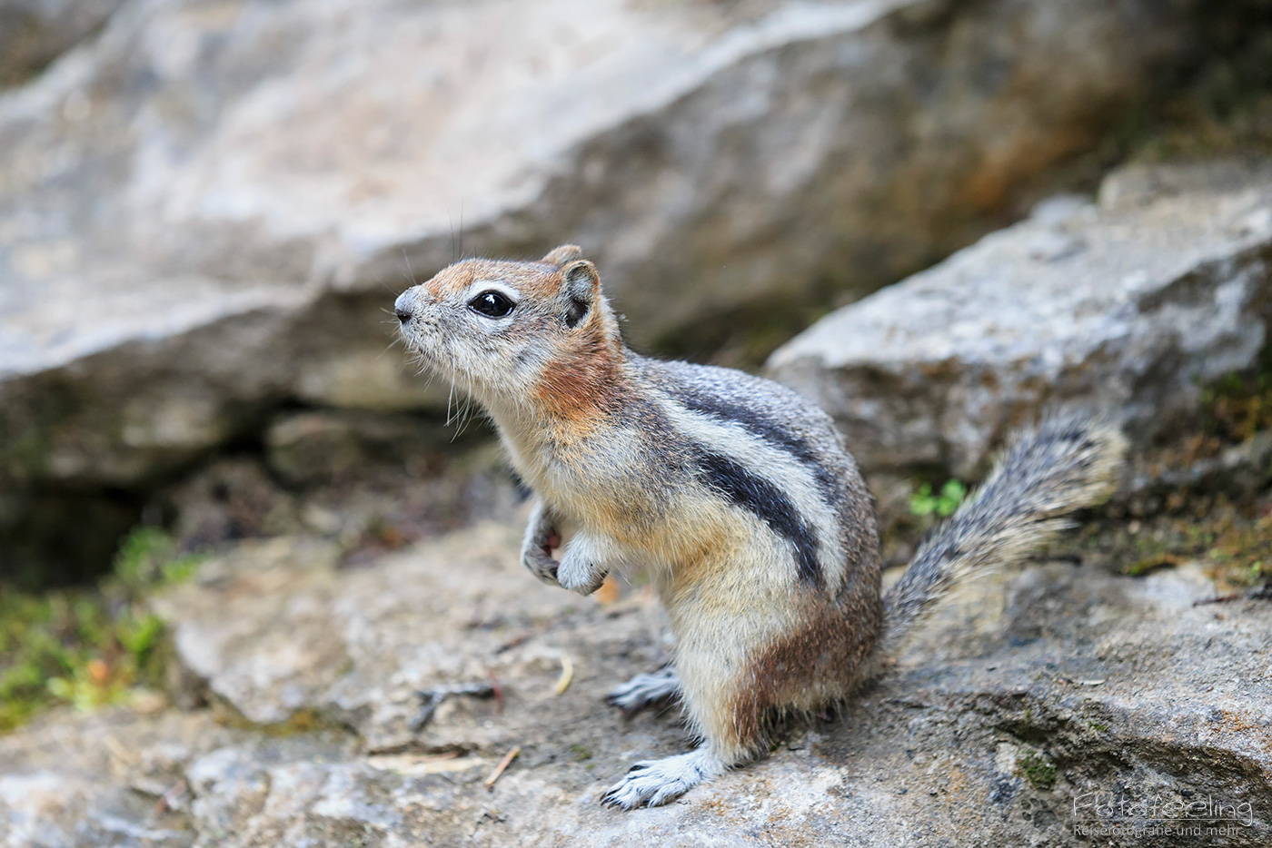 Goldmantel-Ziesel (Callospermophilus lateralis) - Golden-mantled ground squirrel