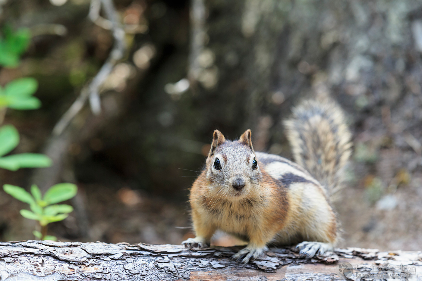 Goldmantel-Ziesel (Callospermophilus lateralis) - Golden-mantled ground squirrel