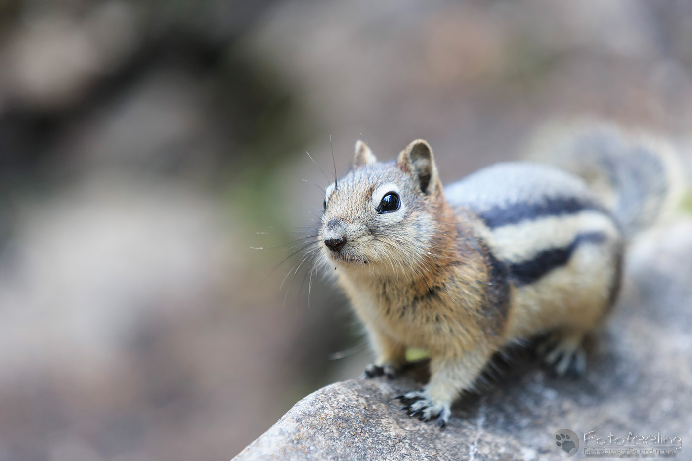 Goldmantel-Ziesel (Callospermophilus lateralis) - Golden-mantled ground squirrel