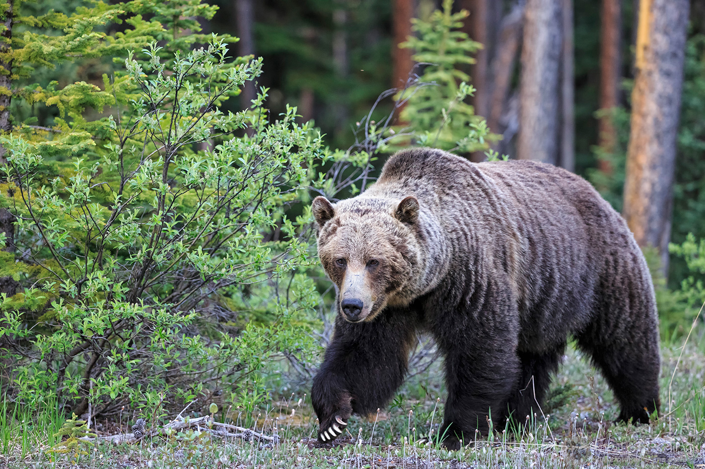 Braunbär (Ursus arctos) - Grizzlybär (Ursus arctos horribilis)