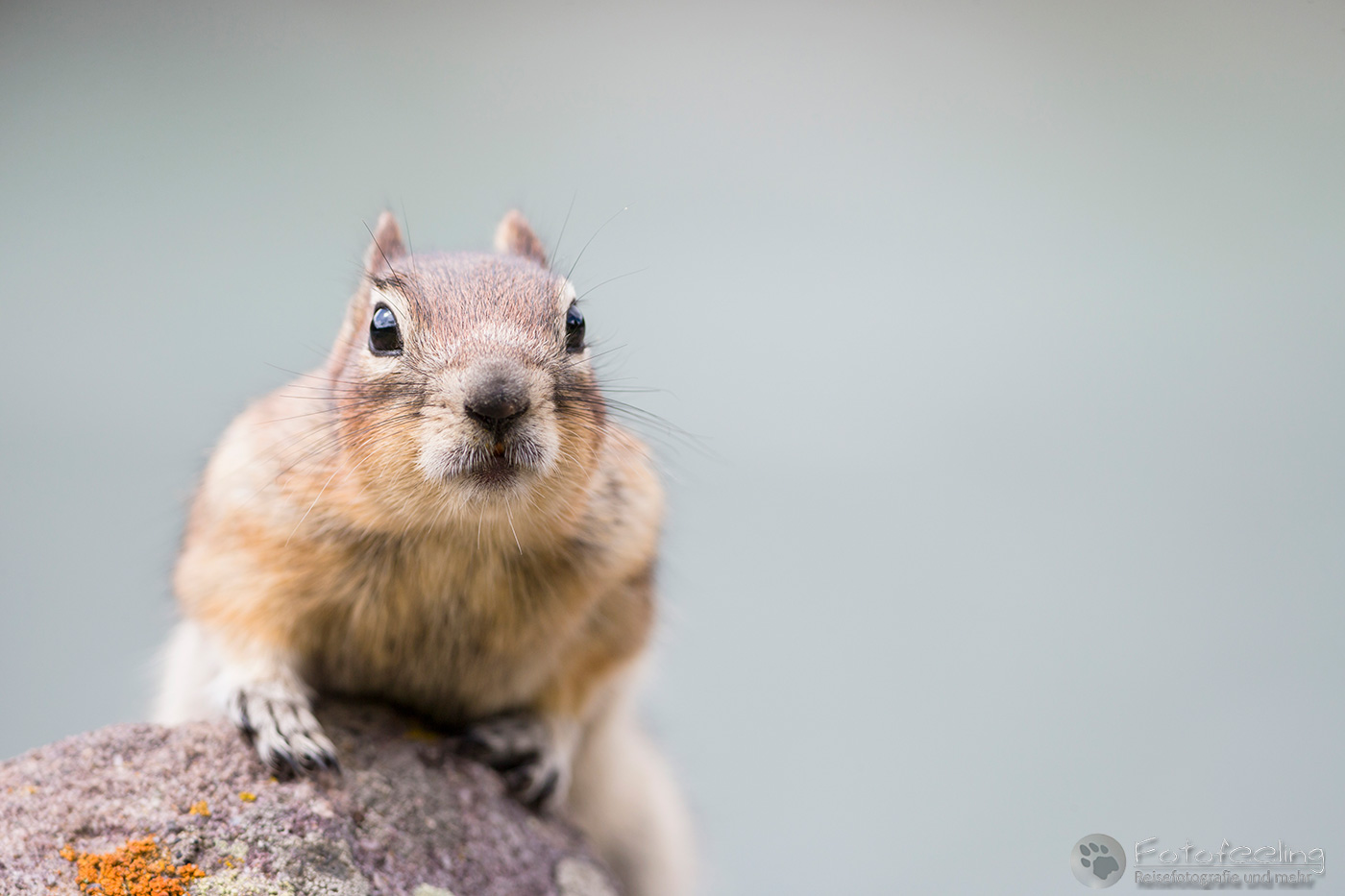 Goldmantel-Ziesel (Callospermophilus lateralis) - Golden-mantled ground squirrel
