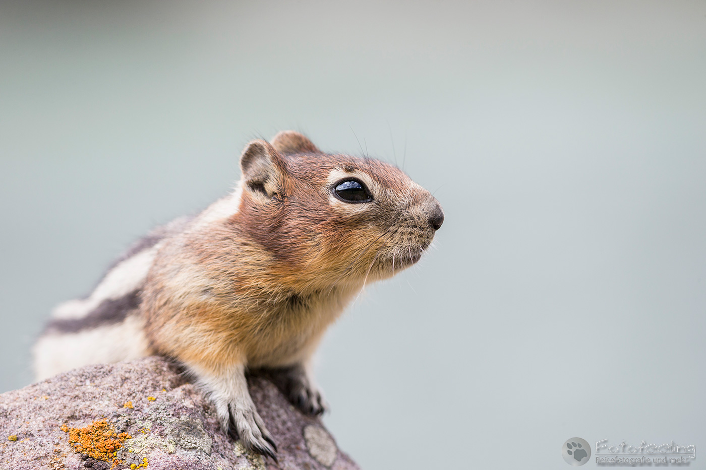 Goldmantel-Ziesel (Callospermophilus lateralis) - Golden-mantled ground squirrel
