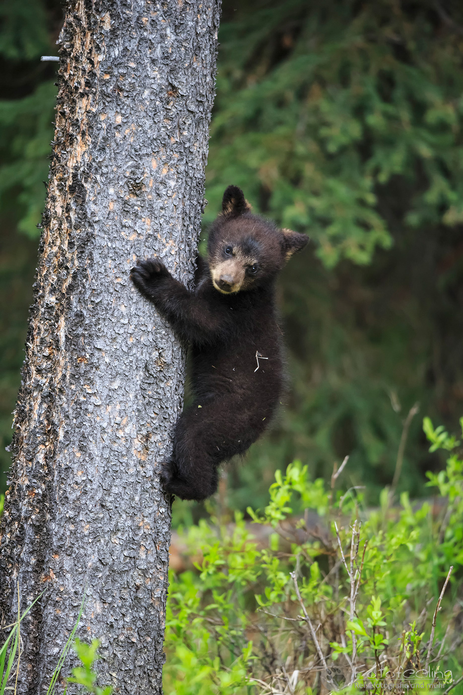 Amerikanischer Schwarzbär (Ursus americanus), Jungtier im Baum