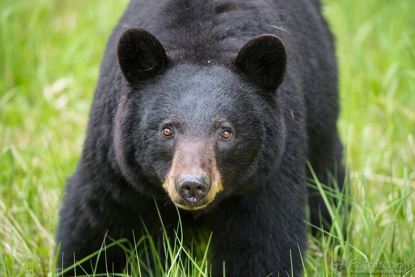 Amerikanischer Schwarzbär (Ursus americanus)