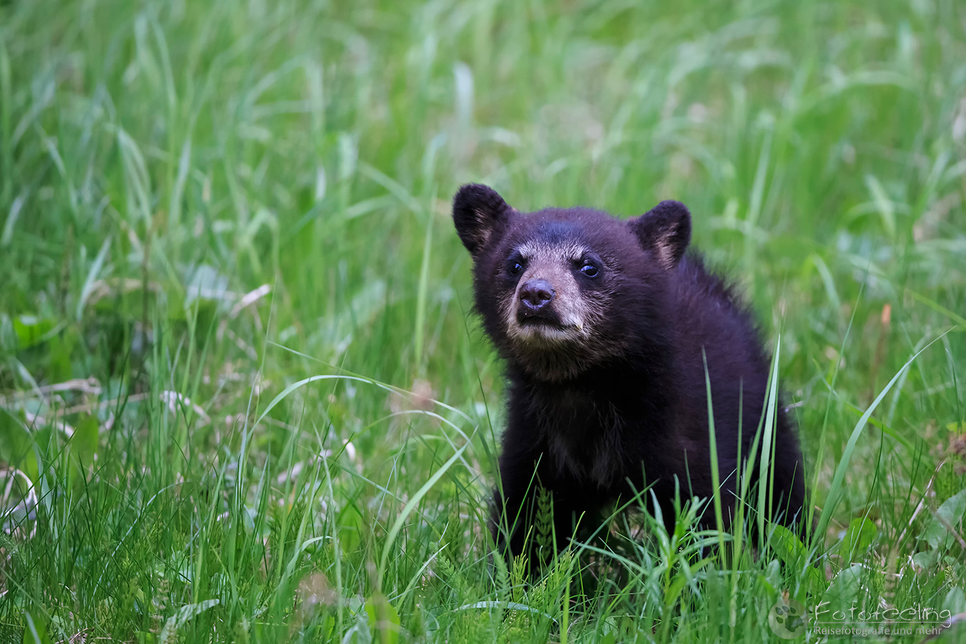 Amerikanischer Schwarzbär (Ursus americanus)