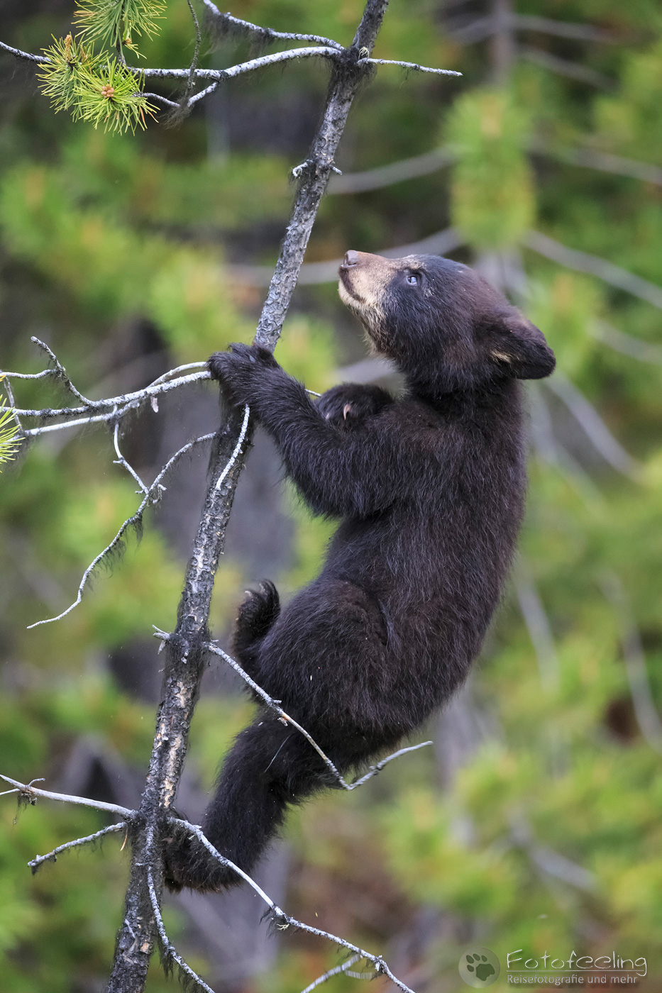 Amerikanischer Schwarzbär (Ursus americanus), Jungtier im Baum
