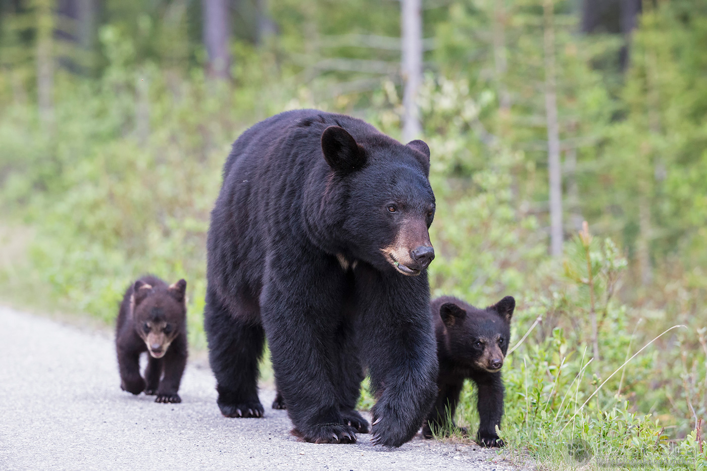 Amerikanischer Schwarzbär (Ursus americanus), Mutter mit Jungtieren