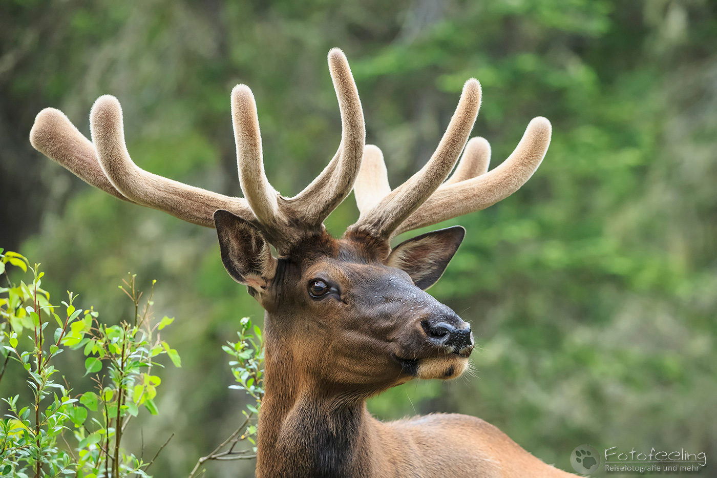 Wapiti  (Cervus canadensis) - Elk