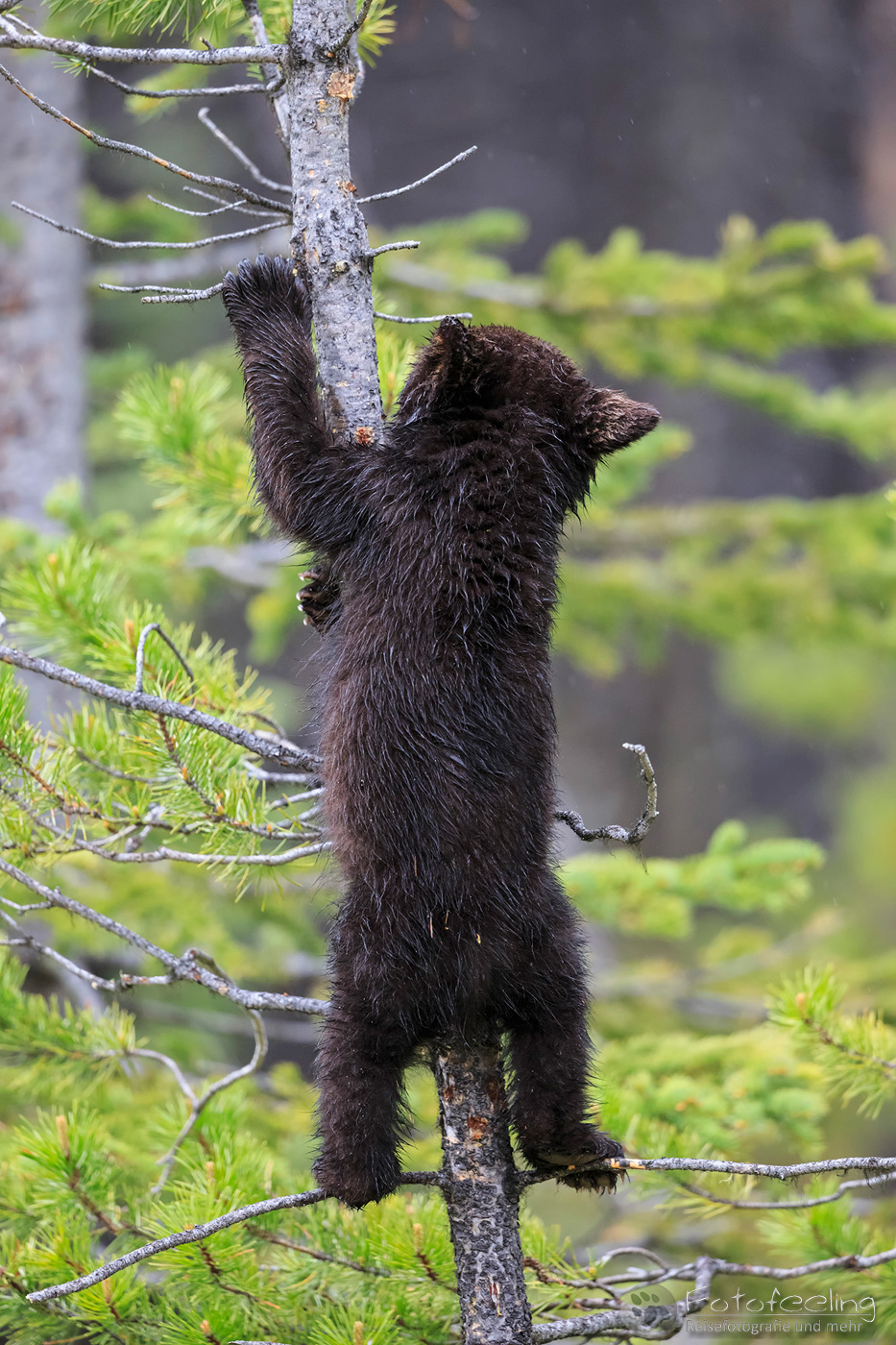 Amerikanischer Schwarzbär (Ursus americanus), Jungtier im Baum