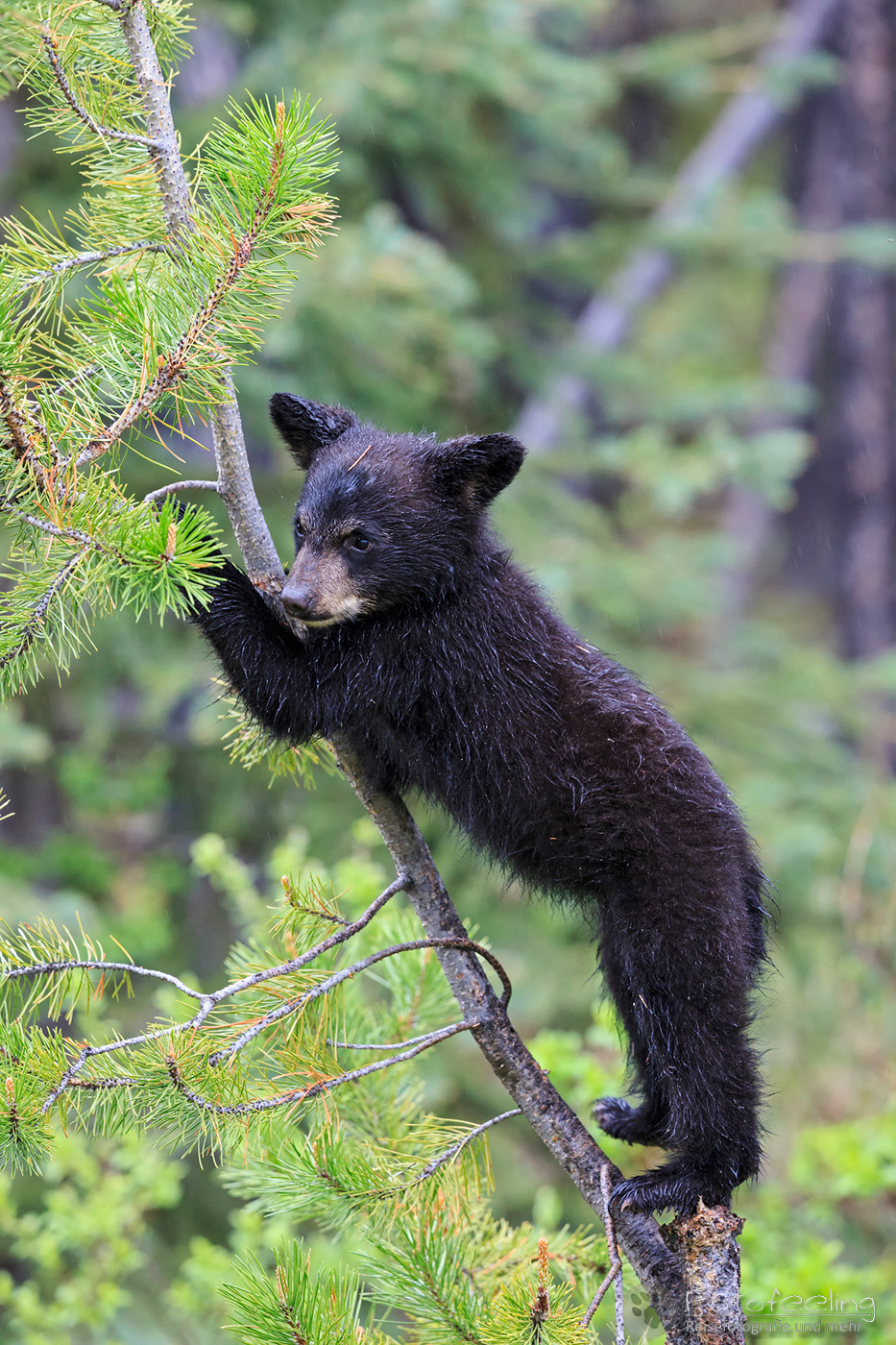 Amerikanischer Schwarzbär (Ursus americanus), Jungtier im Baum