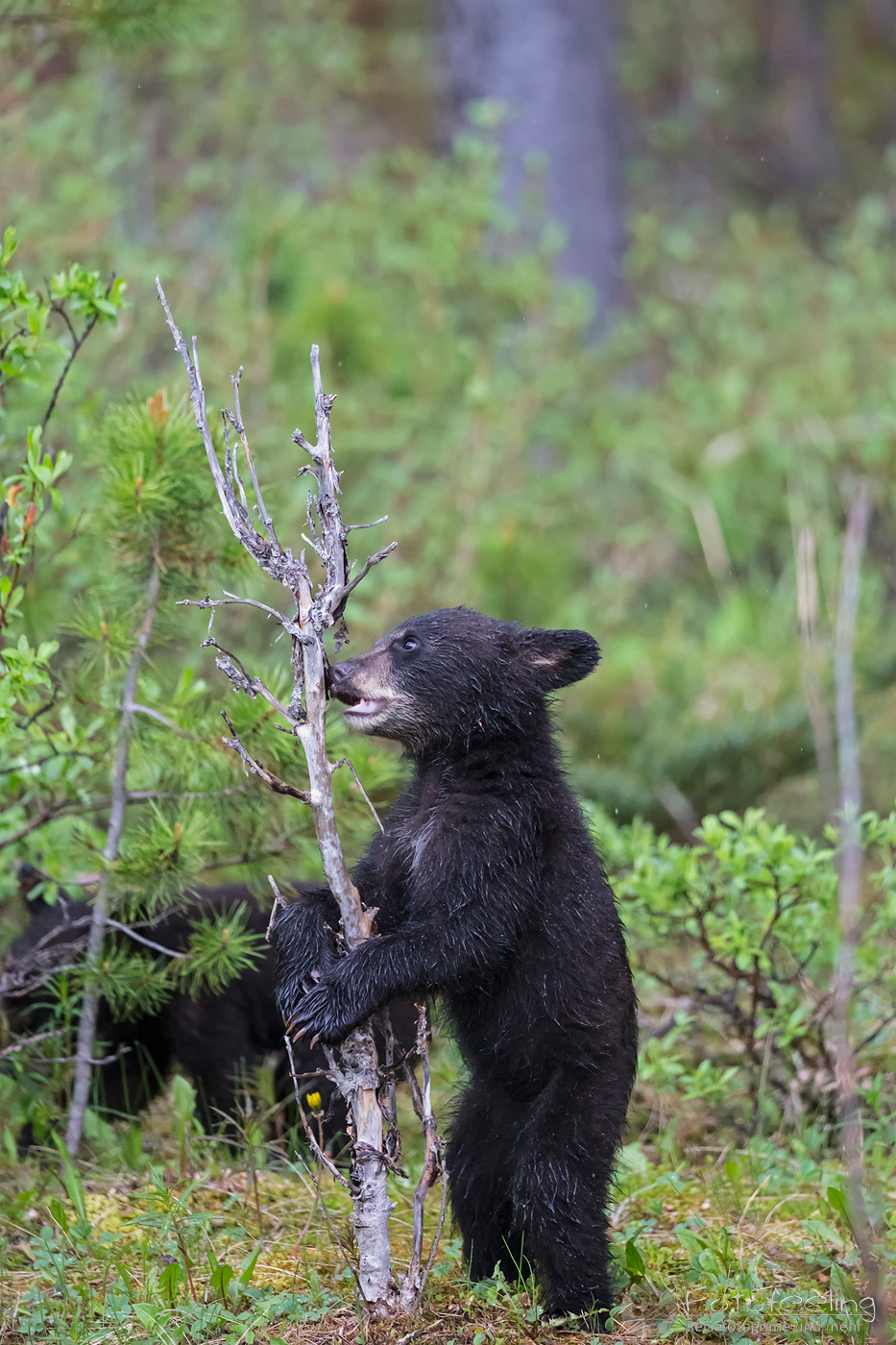 Amerikanischer Schwarzbär (Ursus americanus), Jungtier