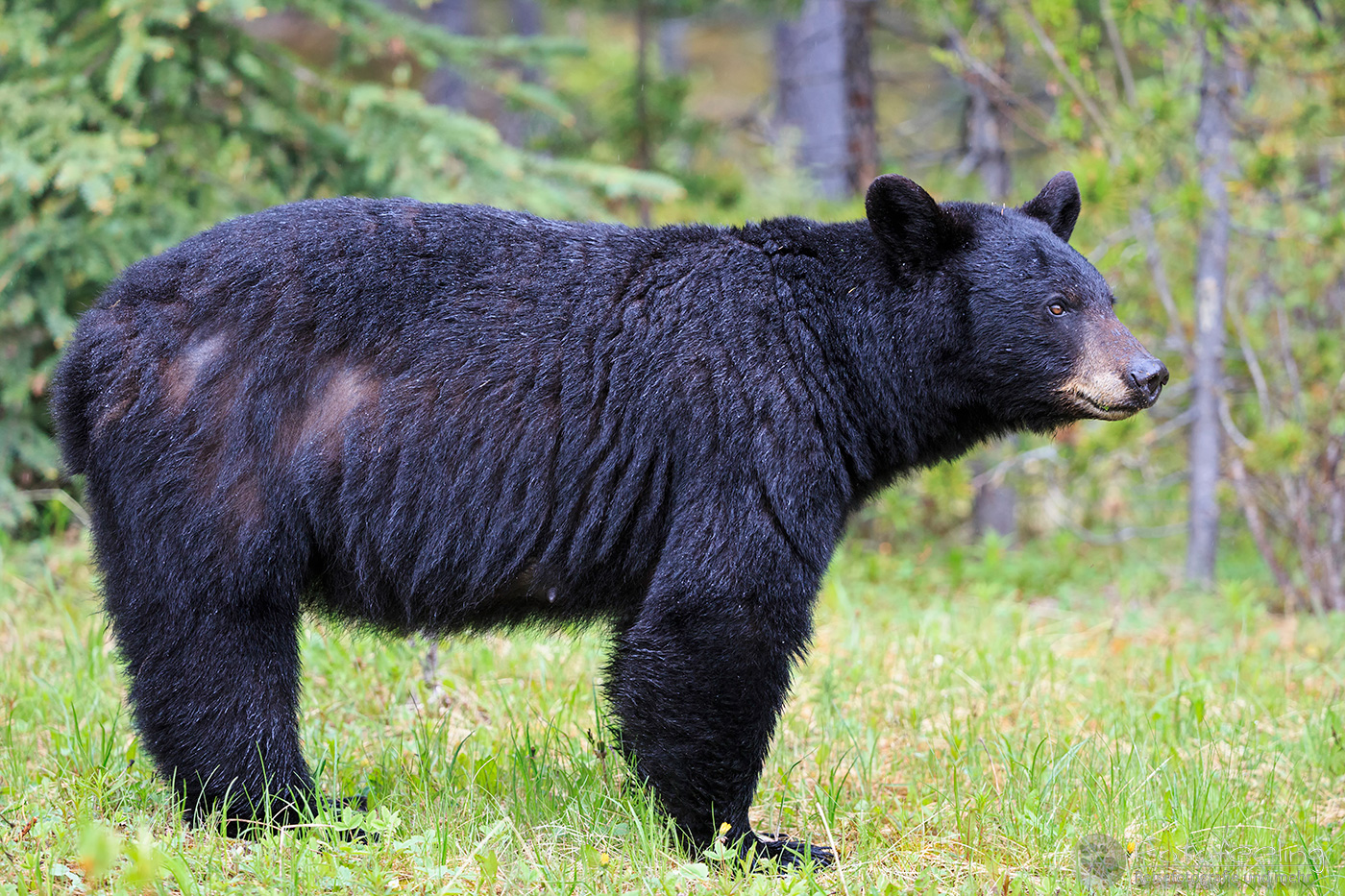 Amerikanischer Schwarzbär (Ursus americanus)