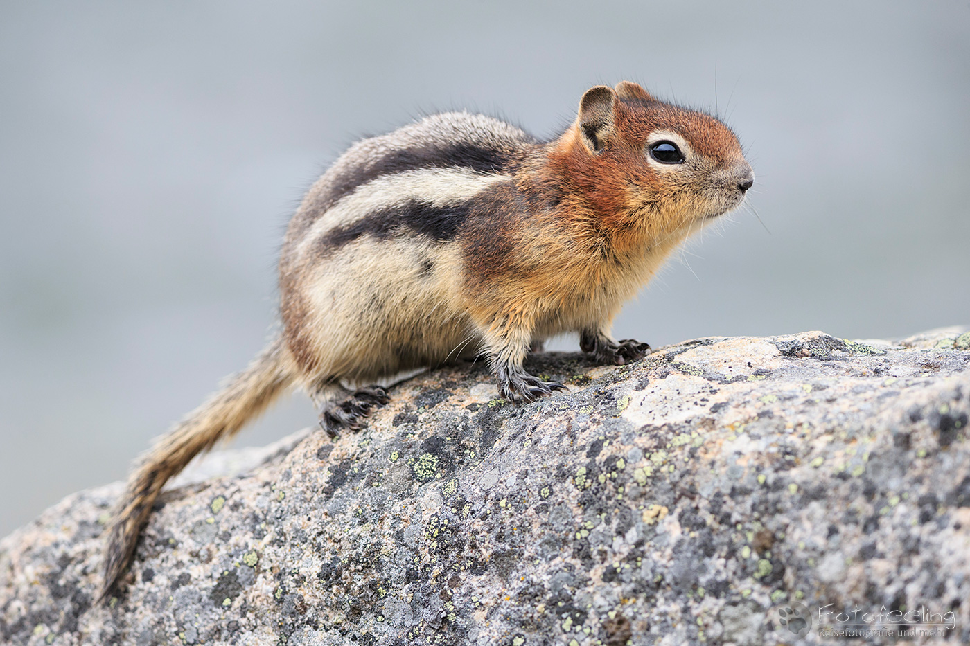 Goldmantel-Ziesel (Callospermophilus lateralis) - Golden-mantled ground squirrel