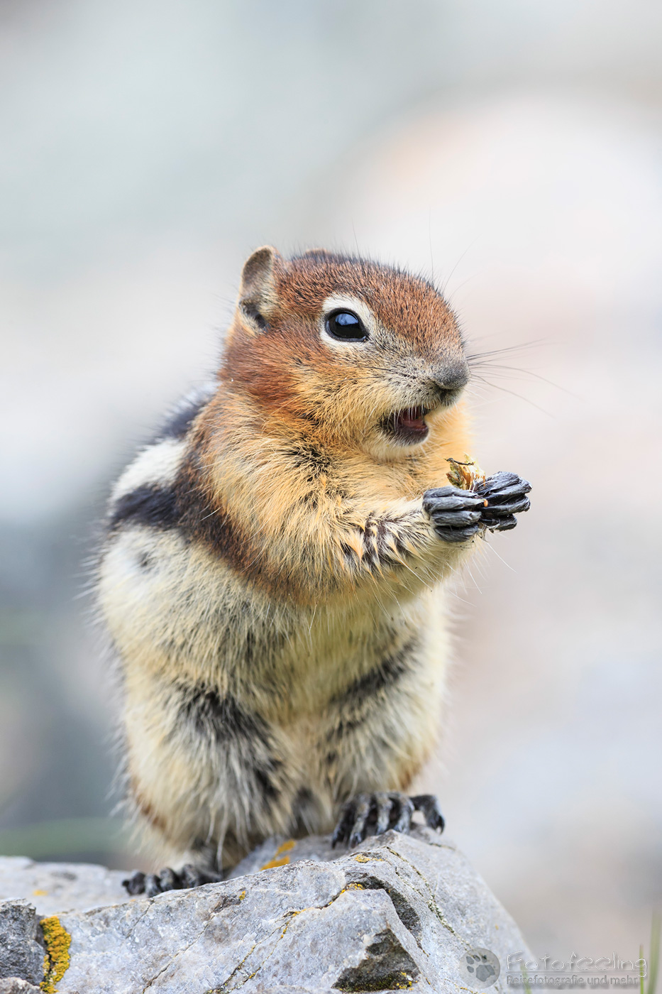 Goldmantel-Ziesel (Callospermophilus lateralis) - Golden-mantled ground squirrel