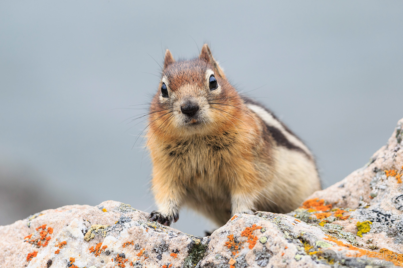 Goldmantel-Ziesel (Callospermophilus lateralis) - Golden-mantled ground squirrel