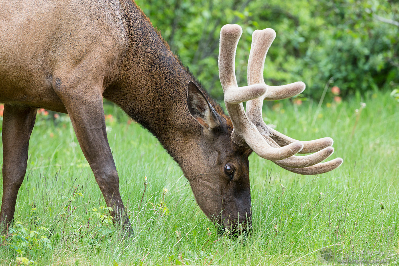 Wapiti  (Cervus canadensis) - Elk